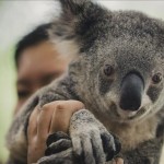 Fotografía muestra un koala en la mano de su cuidador. EFE/Archivo
