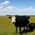 Colombia registró en 2014 exportaciones de carne bovina por valor de 46,7 millones de dólares, producto que en los últimos cuatro años ha aumentado sus ventas al exterior en un 54 %, según datos del Departamento Administrativo Nacional de Estadística (DANE). EFE/Archivo