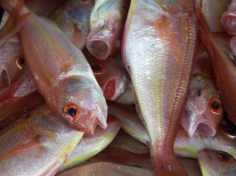 El pescado previene de enfermedades coronarias