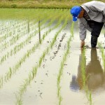Un agricultor revisa su plantación de arroz. EFE/Archivo