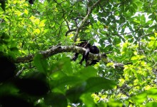 Corcovado, la casa del 2,5 por cierto de la biodiversidad mundial en Costa Rica