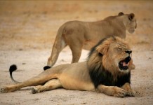 Fotografía sin fecha cedida, el 28 de julio de 2015, por la Autoridad Administrativa de Vida Salvaje y Parques de Zimbabue (ZIMPARKS), que muestra a Cecil, el león más famoso de Zimbabue, cuya muerte ha suscitado una gran polémica entre los conservacionistas locales porque consideran que la cacería se organizó de forma ilegal. EFE