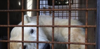 El Zoo de Filadelfia sacrificó a la osa polar Klondike, la más vieja en cautividad en Estados Unidos con 34 años, tras constatar un grave deterioro de su salud y calidad de vida, según un comunicado publicado en su página de Facebook. EFE/Archivo