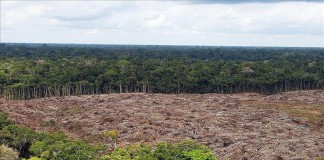 Para las comunidades locales, es de vital importancia conocer "alternativas a la deforestación", es decir, maneras de salir de la pobreza sin tener que talar los árboles. Archivo