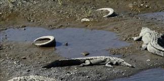 Fotografía de varios cocodrilos junto a un río. Archivo
