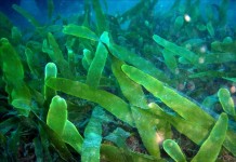 La fucosa, un tipo de azúcar que se encuentra en el alga marina y suplementos dietéticos, puede ayudar a frenar la expansión del cáncer de piel en ratones, según un nuevo estudio publicado hoy por la revista "Science Signaling". archivo