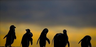 Pingüinos africanos caminan al amanecer por el Paseo de Burghers en Simonstown (Sudáfrica). Archivo