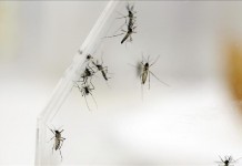 Imagen de varios mosquitos Aedes Aegypti en el laboratorio del departamento de Entomología del Centro para el Control y Prevención de las Enfermedades (CDC), en San Juan (Puerto Rico). Archivo