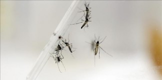 Imagen de varios mosquitos Aedes Aegypti en el laboratorio del departamento de Entomología del Centro para el Control y Prevención de las Enfermedades (CDC), en San Juan (Puerto Rico). Archivo