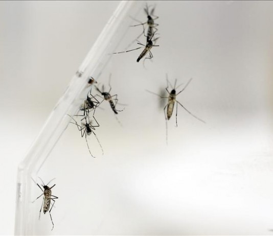 Las autoridades de Guyana confirmaron esta semana la presencia del virus del Zika en su territorio, después de que unas muestras enviadas a la Agencia de Salud Pública del Caribe (Carpha, en inglés) dieran positivo. Archivo