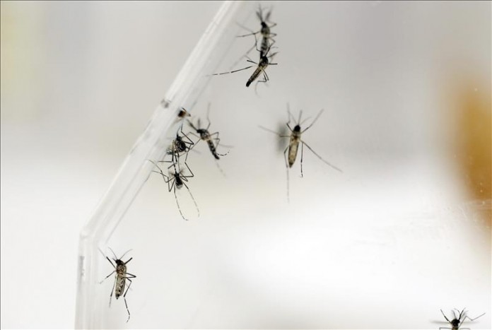 Las autoridades de Guyana confirmaron esta semana la presencia del virus del Zika en su territorio, después de que unas muestras enviadas a la Agencia de Salud Pública del Caribe (Carpha, en inglés) dieran positivo. Archivo