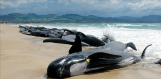 Varias ballenas muertas aparecen varadas en Marion Bay, en el sur de Tasmania (Australia). Archivo