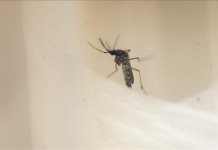 Un ejemplar del mosquito Aedes Aegypti, transmisor del dengue y el zika. EFE/Archivo