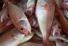 El pescado previene de enfermedades coronarias